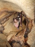 00395-2344 bat in Kenyalang Cave - Photo by Garry K Smith